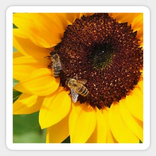 Vibrant Yellow Sunflower and Two Bees Sticker